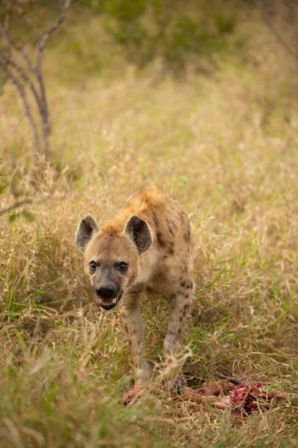 Hoyo Hoyo Safari Lodge Mluwati Concession Buitenkant foto